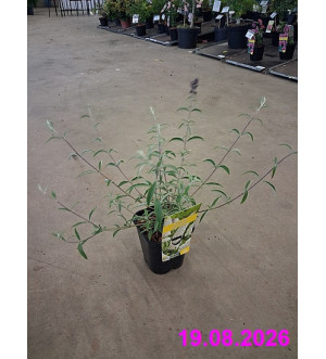 Buddleja dav. 'White Profusion' C 1,4 L